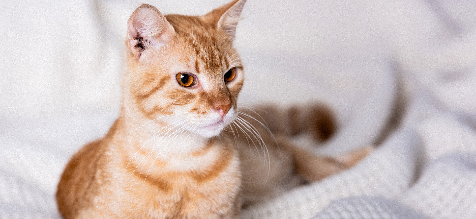 cómo demostrar afecto a un gato